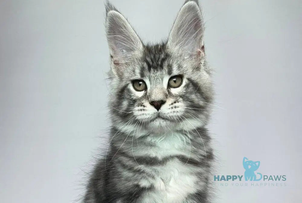 Gio Maine Coon male black silver tabby live animals
