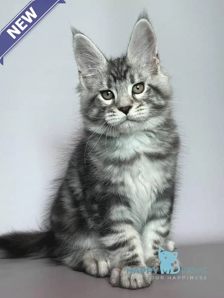 Gio Maine Coon male black silver tabby live animals