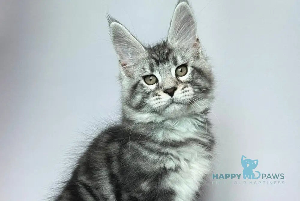 Gio Maine Coon male black silver tabby live animals