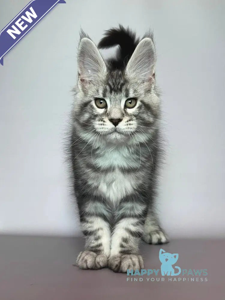 Gio Maine Coon male black silver tabby live animals