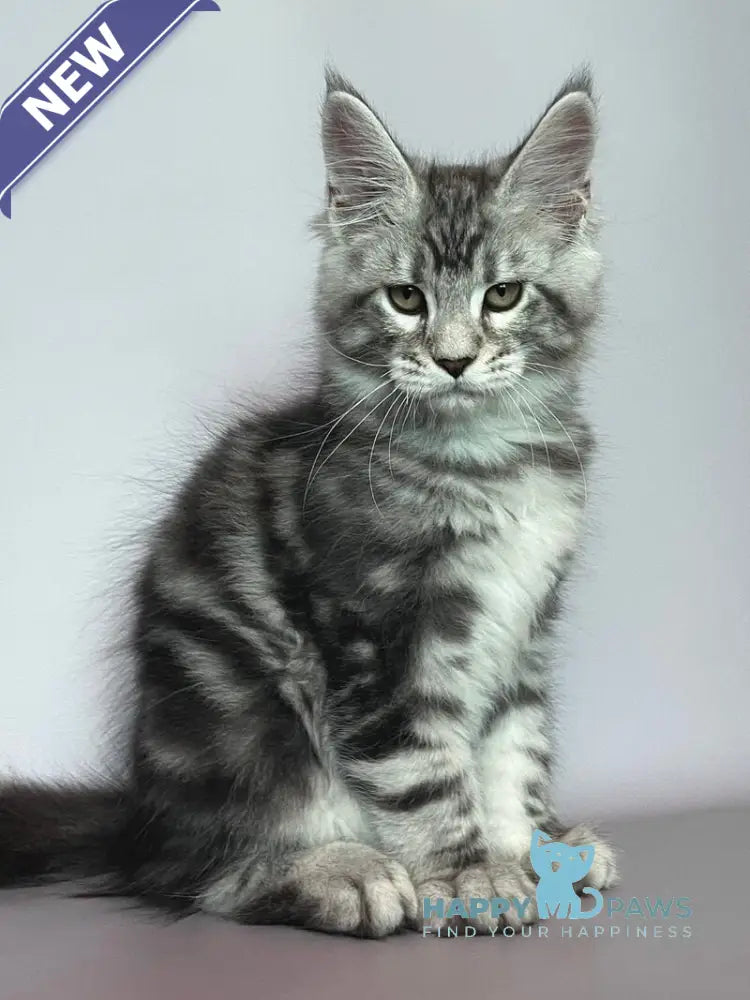 Gio Maine Coon male black silver tabby live animals