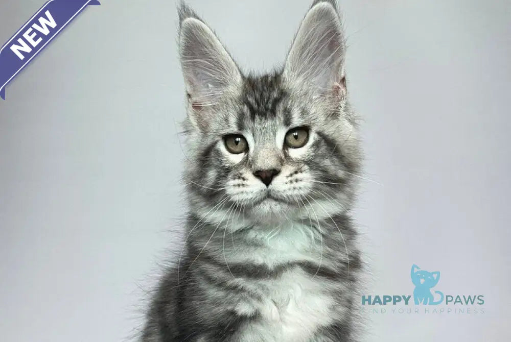 Gio Maine Coon male black silver tabby live animals