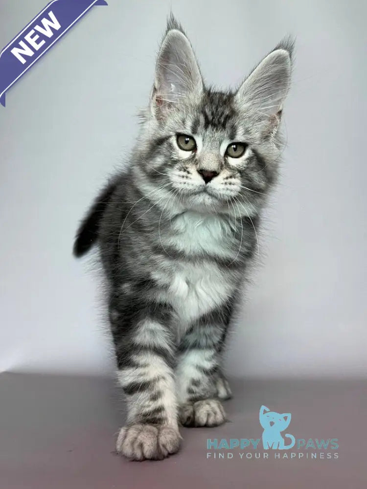 Gio Maine Coon male black silver tabby live animals