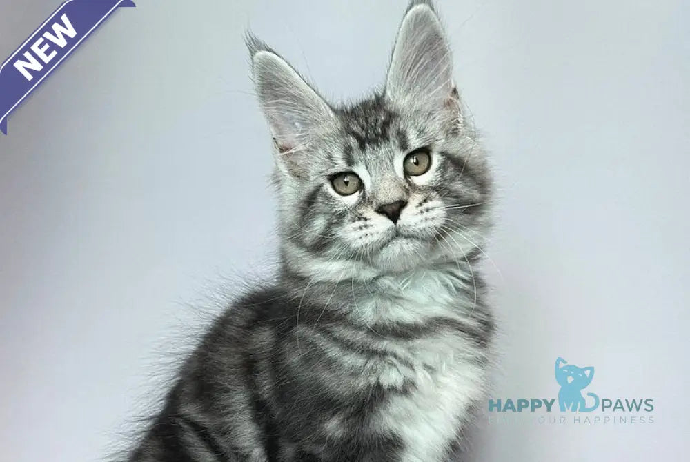 Gio Maine Coon male black silver tabby live animals