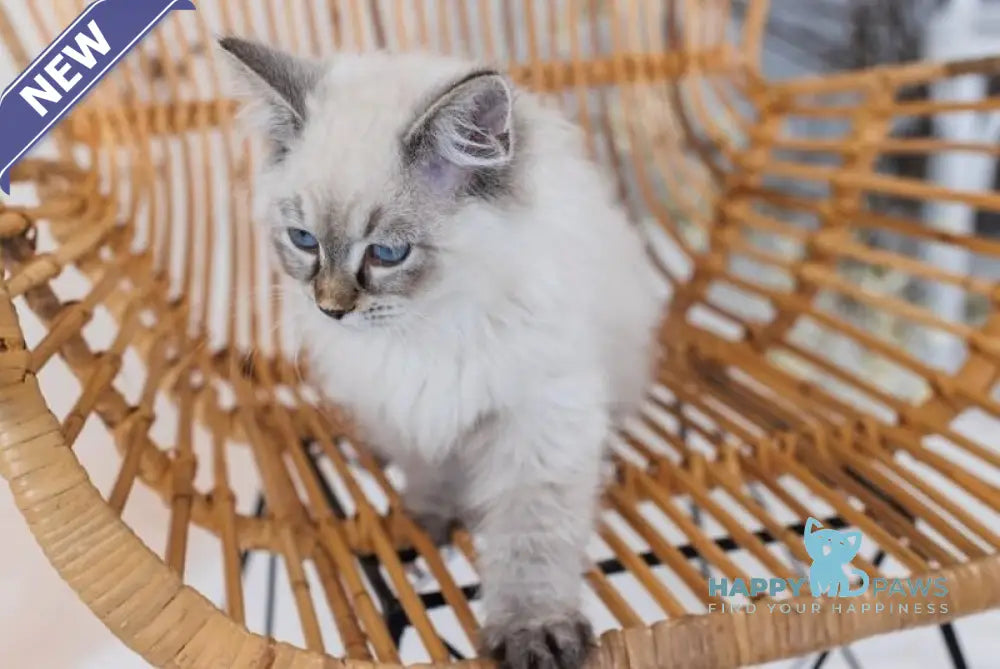 Giselle Neva Masquerade female black tabby pointed live animals