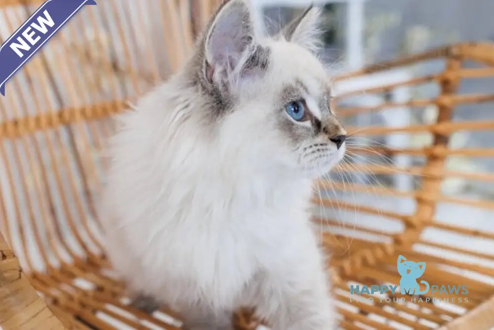 Giselle Neva Masquerade female black tabby pointed live animals