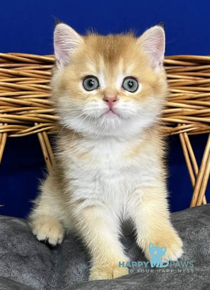 Giselle Scottish Straight female black golden chinchilla live animals