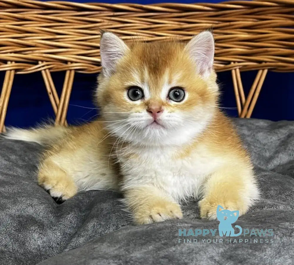 Giselle Scottish Straight female black golden chinchilla live animals