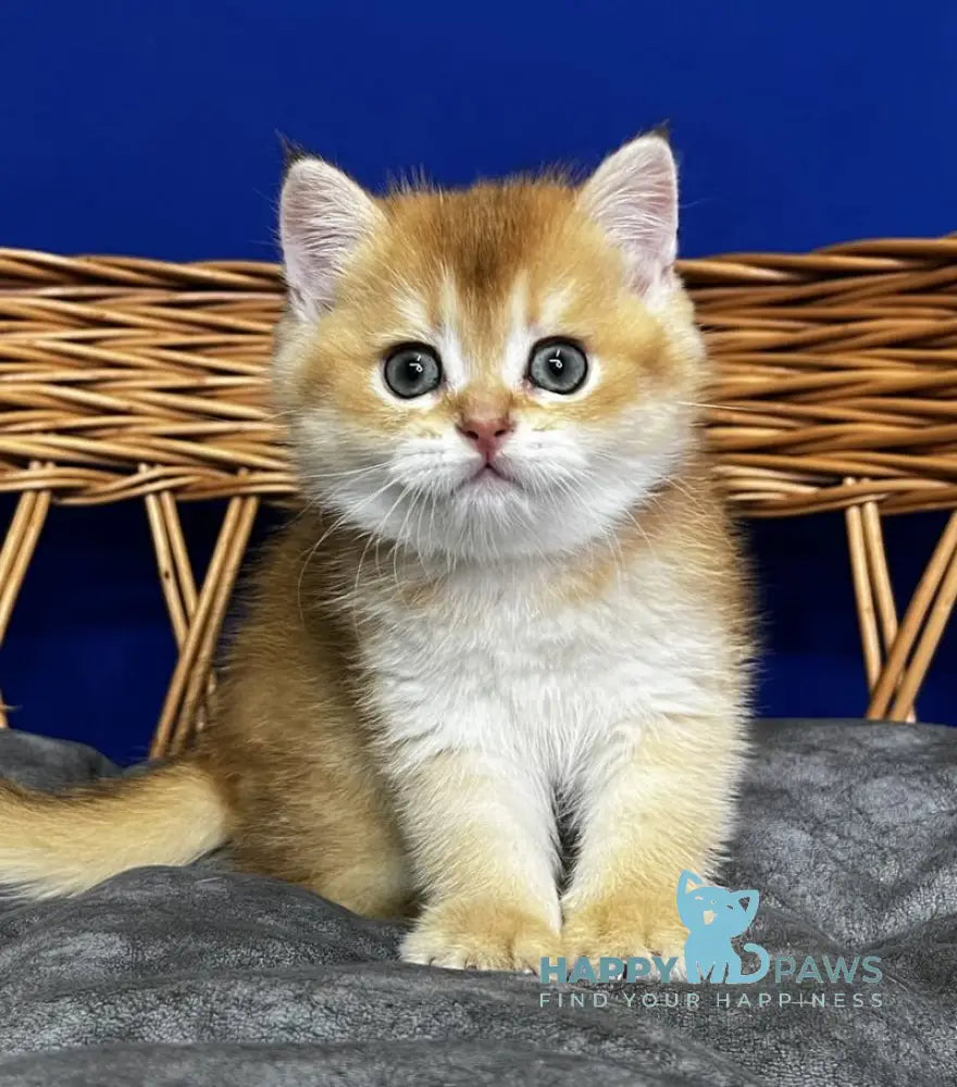 Giselle Scottish Straight female black golden chinchilla live animals