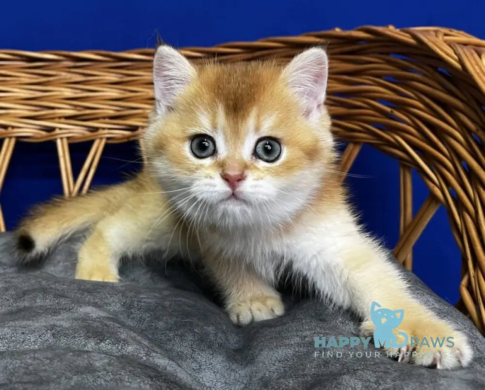 Giselle Scottish Straight female black golden chinchilla live animals