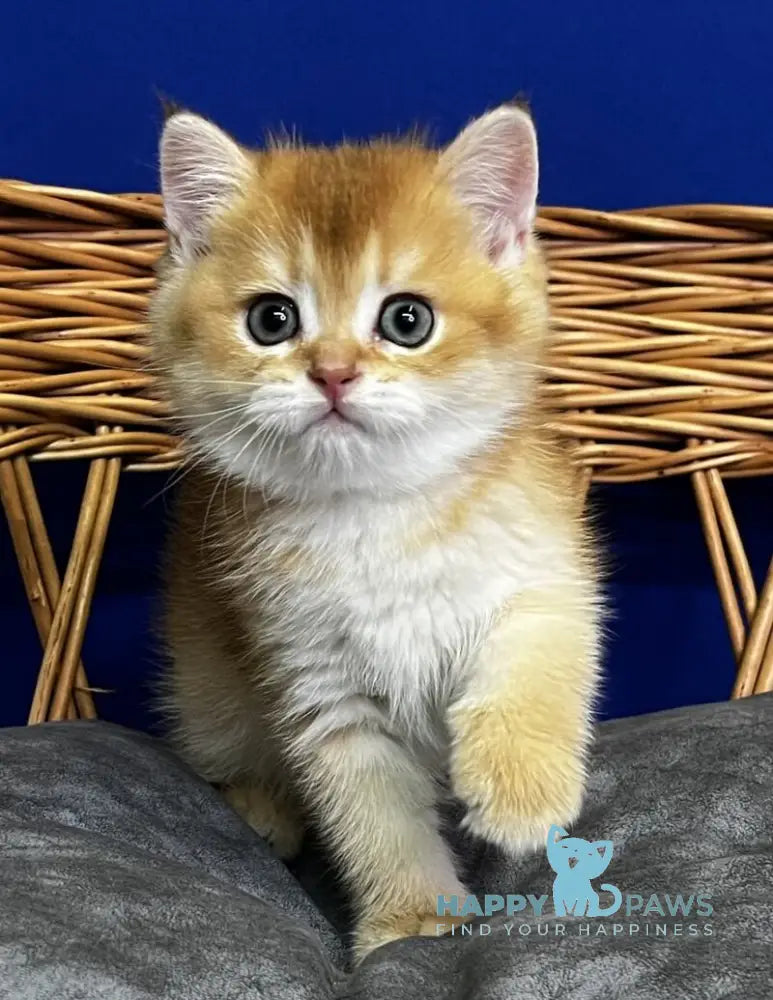 Giselle Scottish Straight female black golden chinchilla live animals