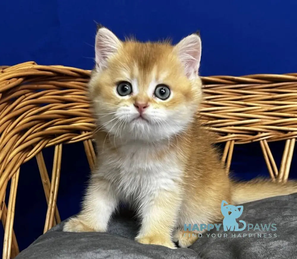 Giselle Scottish Straight female black golden chinchilla live animals