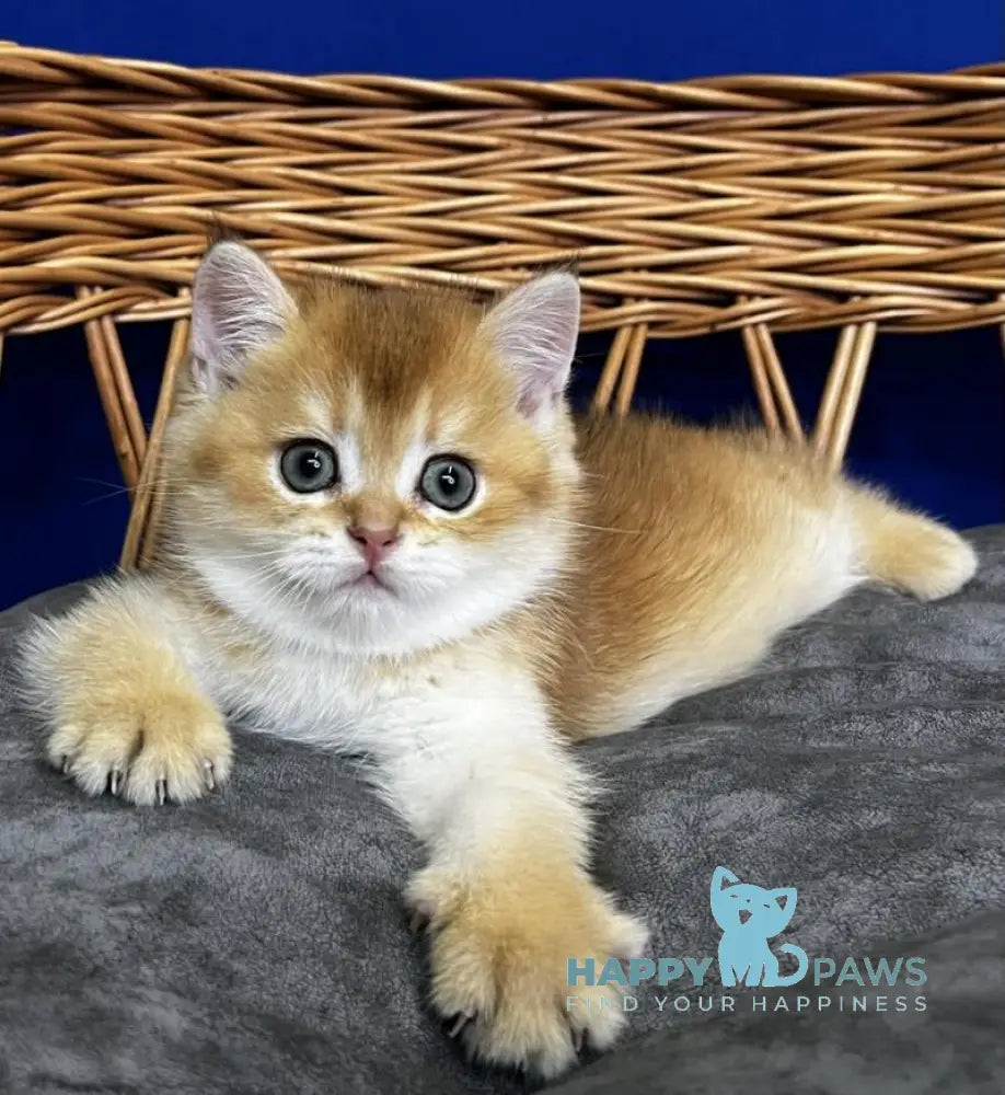 Giselle Scottish Straight female black golden chinchilla live animals