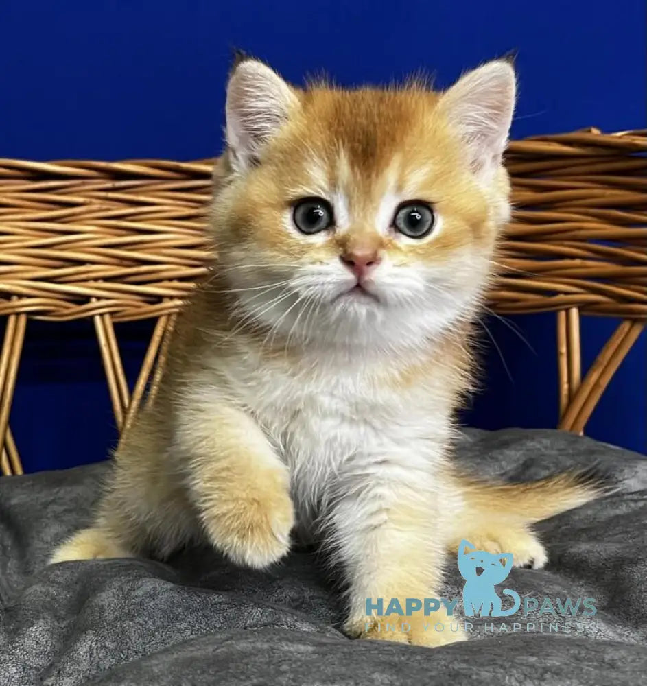 Giselle Scottish Straight female black golden chinchilla live animals