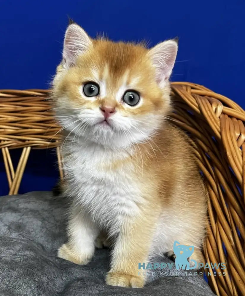 Giselle Scottish Straight female black golden chinchilla live animals