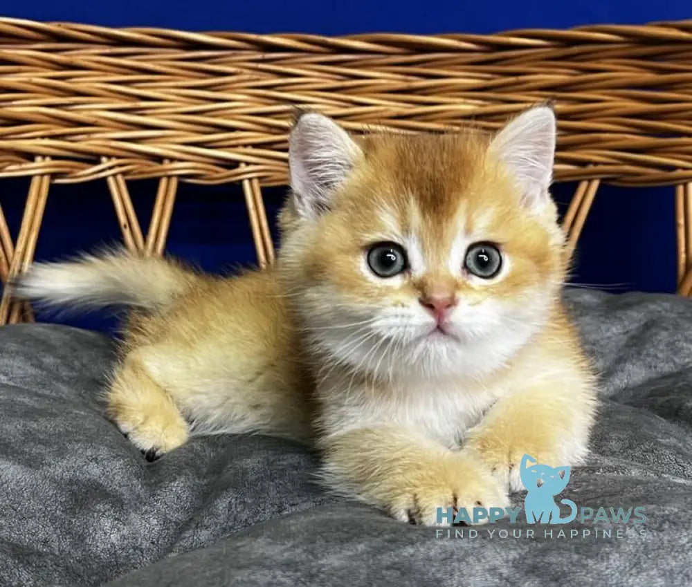 Giselle Scottish Straight female black golden chinchilla live animals