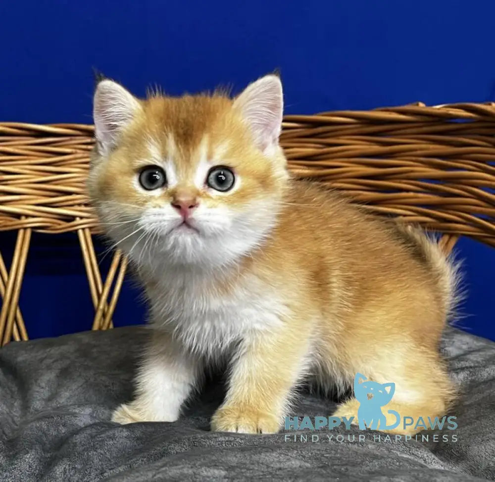 Giselle Scottish Straight female black golden chinchilla live animals