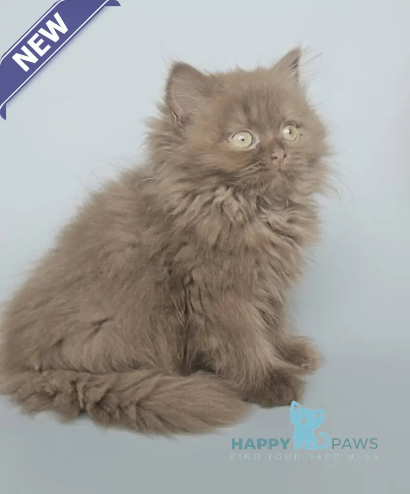 Gita British Longhair female cinnamon live animals
