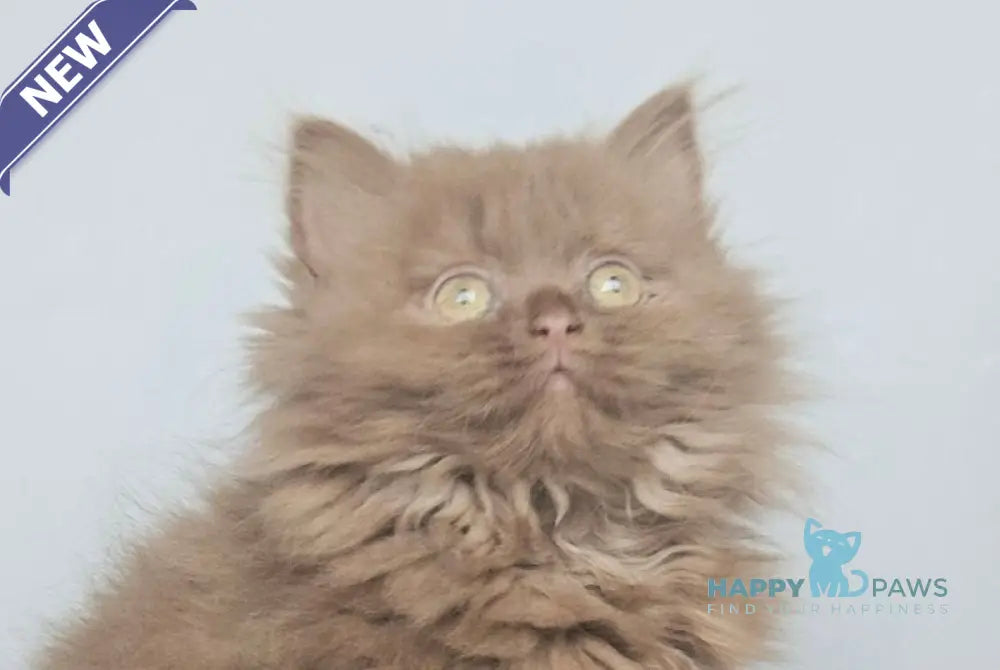 Gita British Longhair female cinnamon live animals
