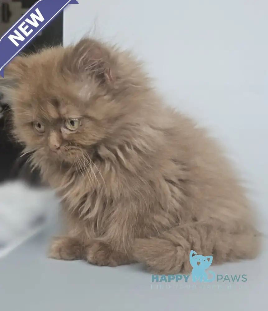 Gita British Longhair female cinnamon live animals