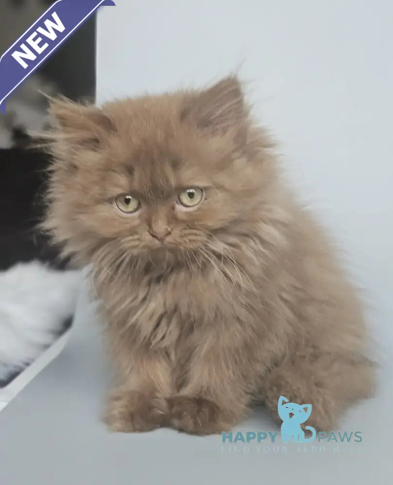 Gita British Longhair female cinnamon live animals