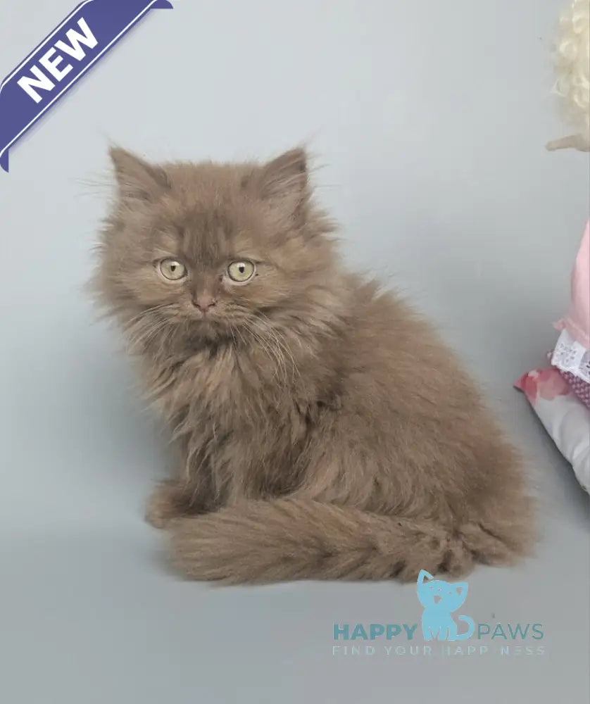 Gita British Longhair female cinnamon live animals