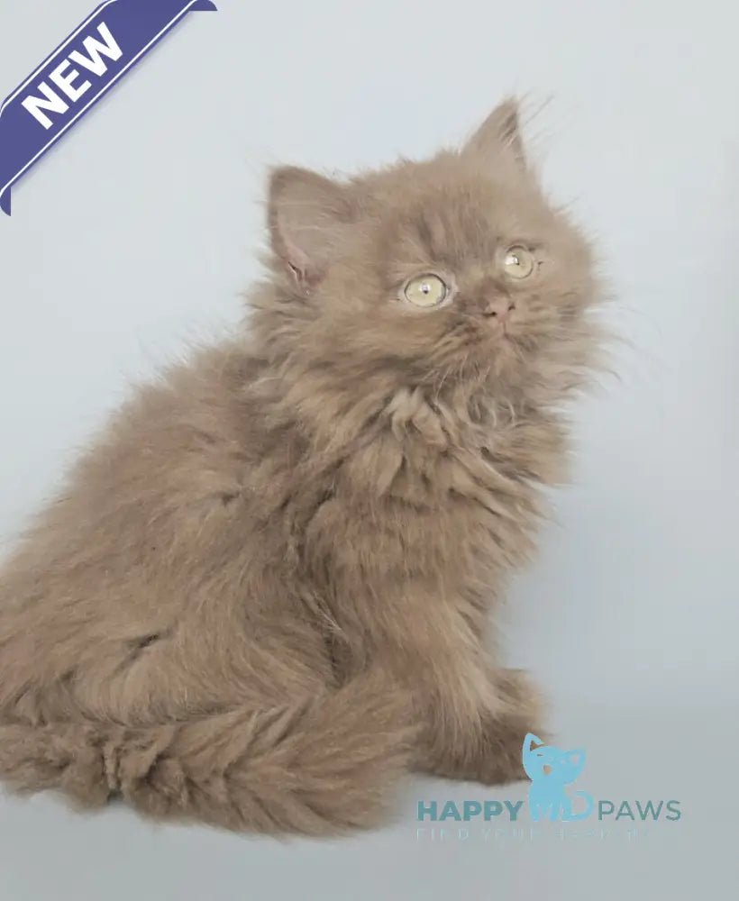 Gita British Longhair female cinnamon live animals