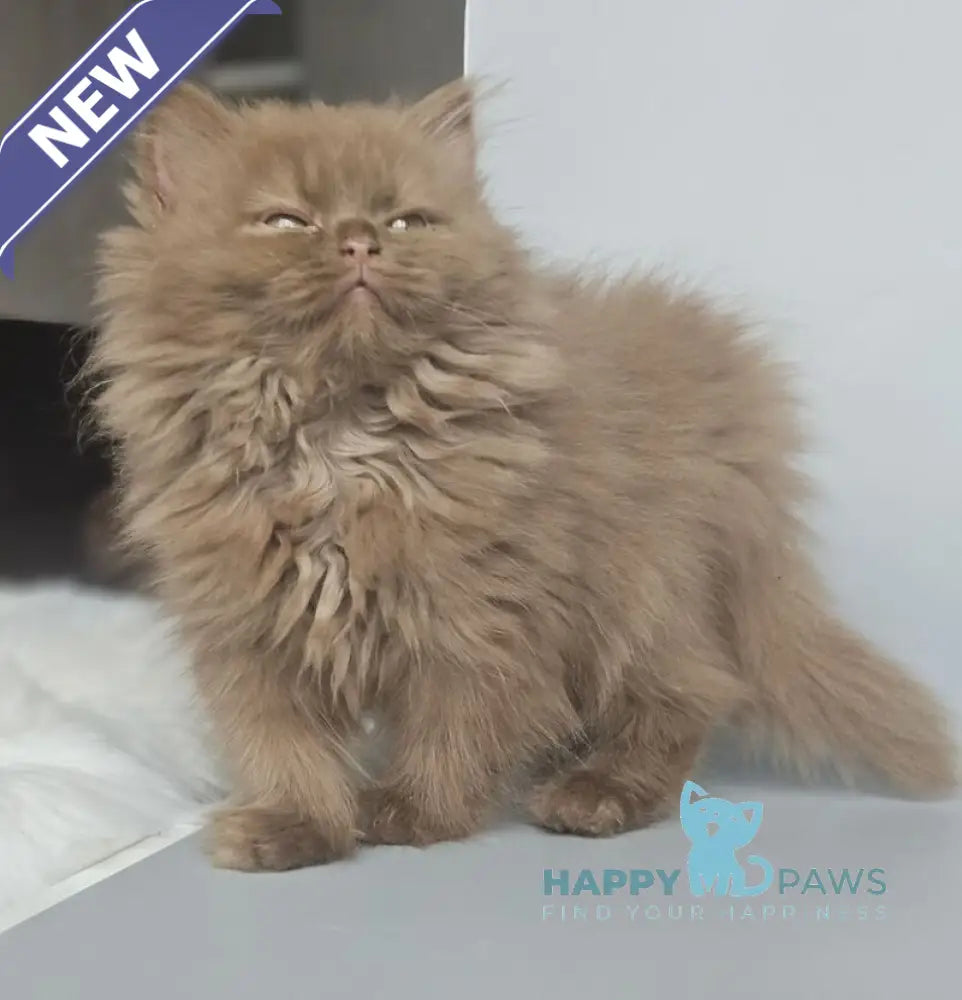 Gita British Longhair female cinnamon live animals
