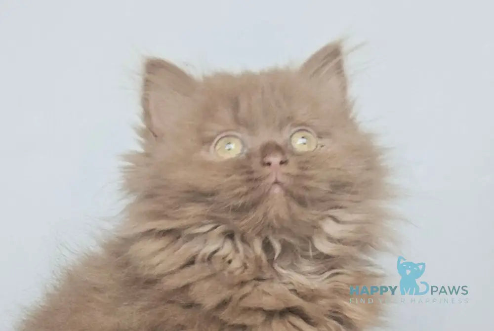 Gita British Longhair female cinnamon live animals