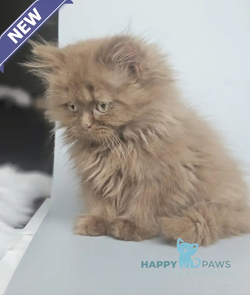 Gita British Longhair female cinnamon live animals