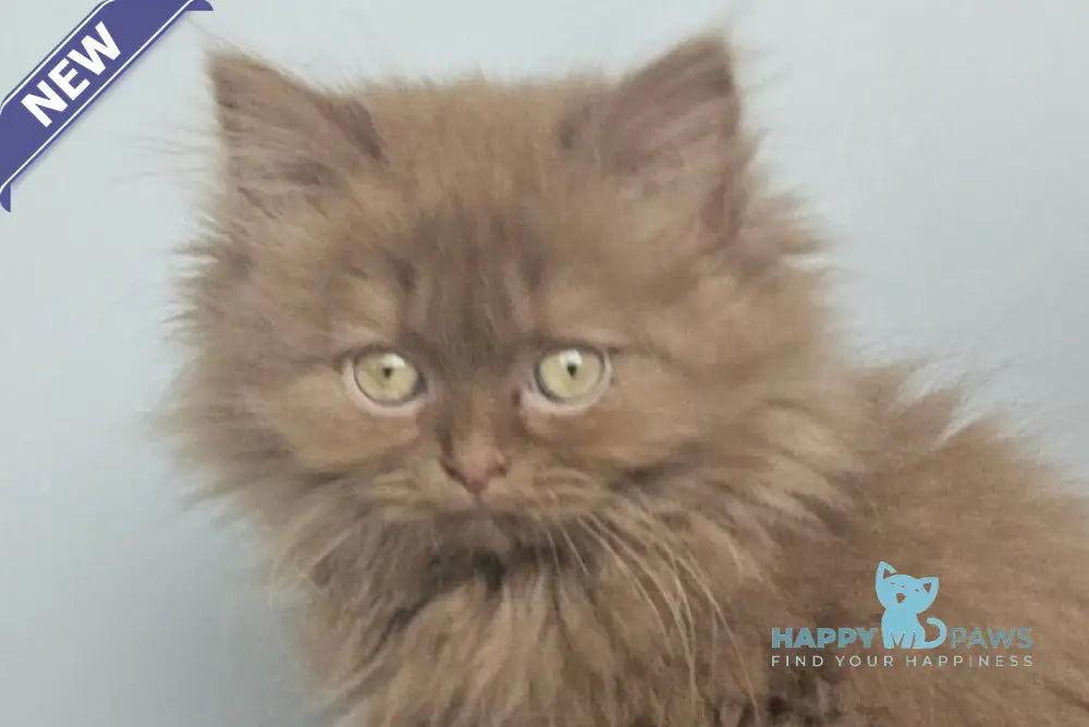 Gita British Longhair female cinnamon live animals