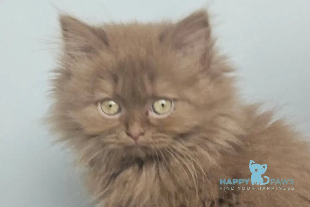 Gita British Longhair female cinnamon live animals