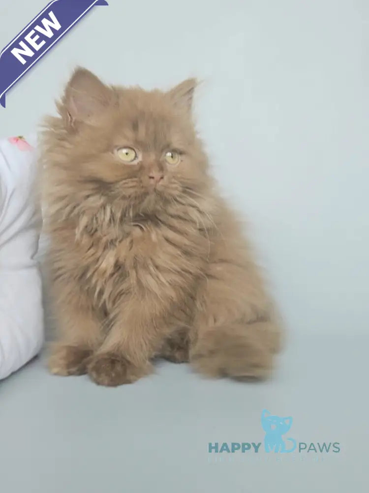 Gita British Longhair female cinnamon live animals