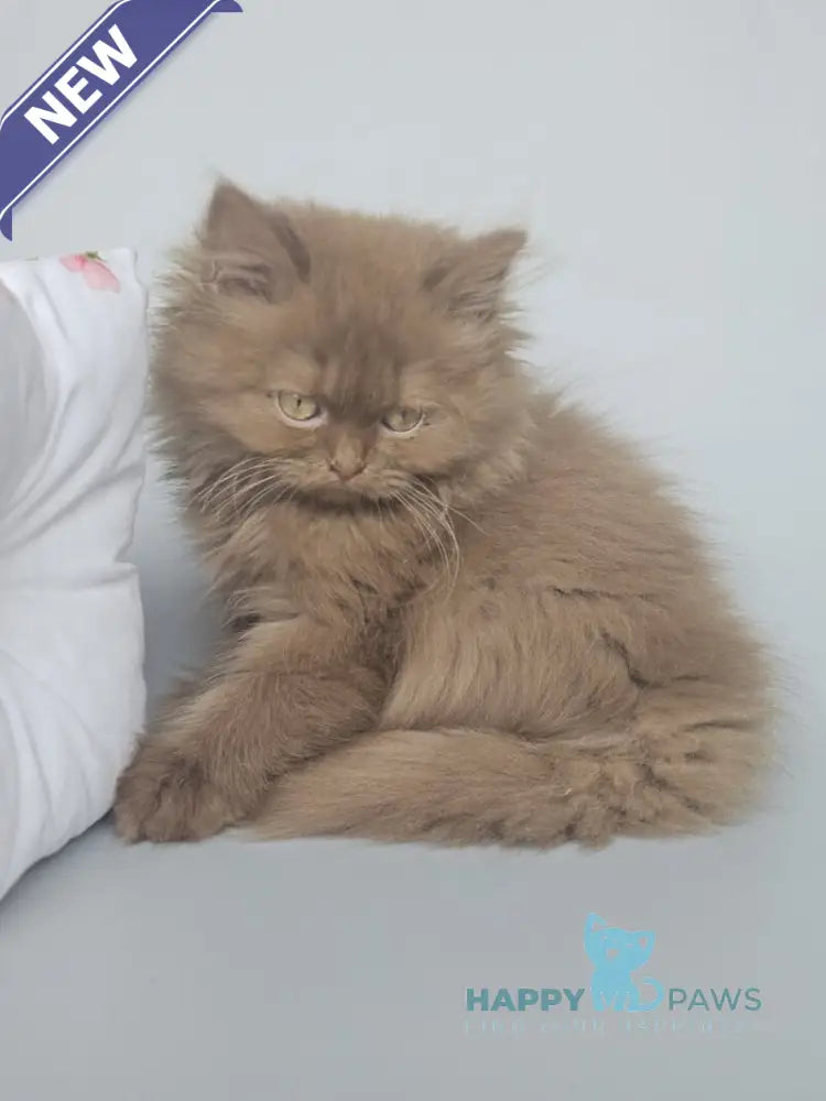 Gita British Longhair female cinnamon live animals