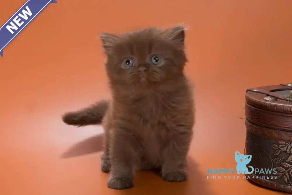 Givenchy British Shorthair female chocolate live animals