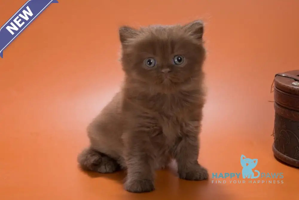 Givenchy British Shorthair female chocolate live animals