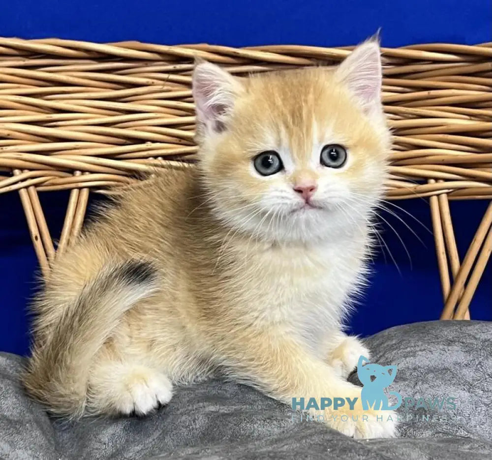 Givenchy Scottish Straight female black golden chinchilla live animals