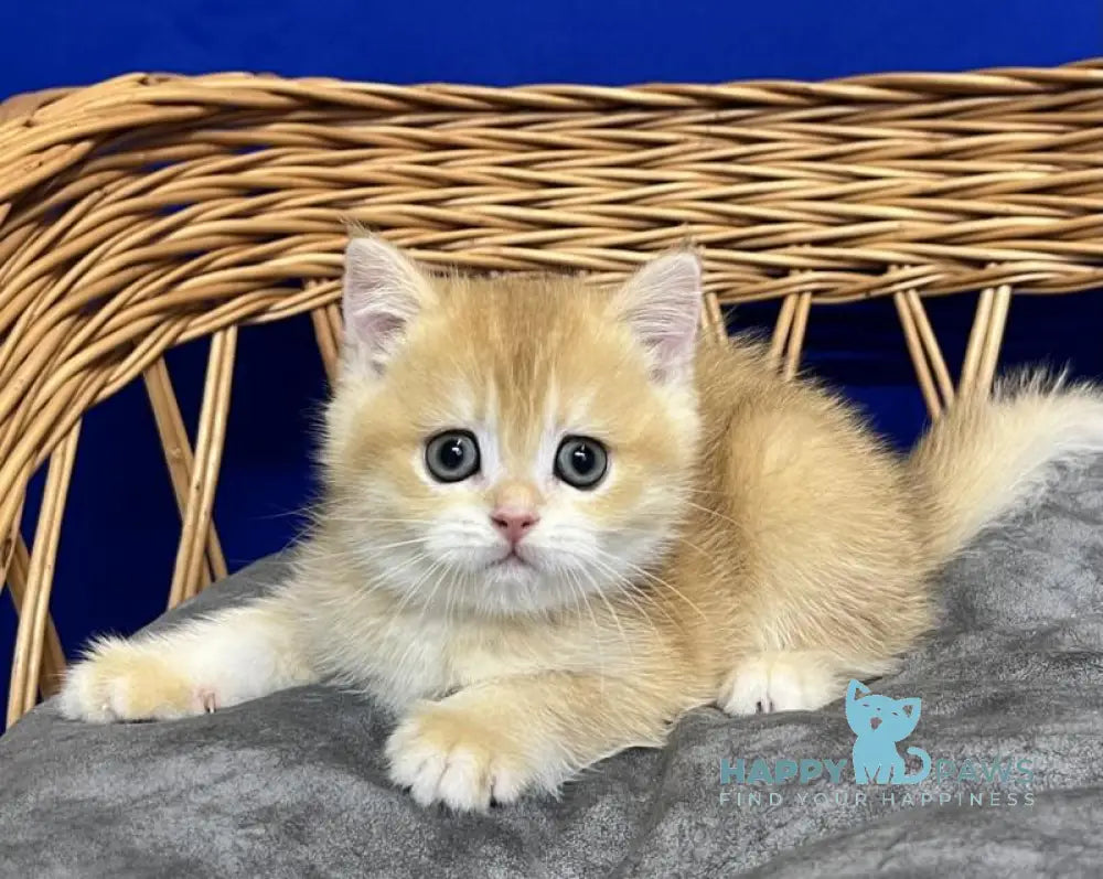 Givenchy Scottish Straight female black golden chinchilla live animals