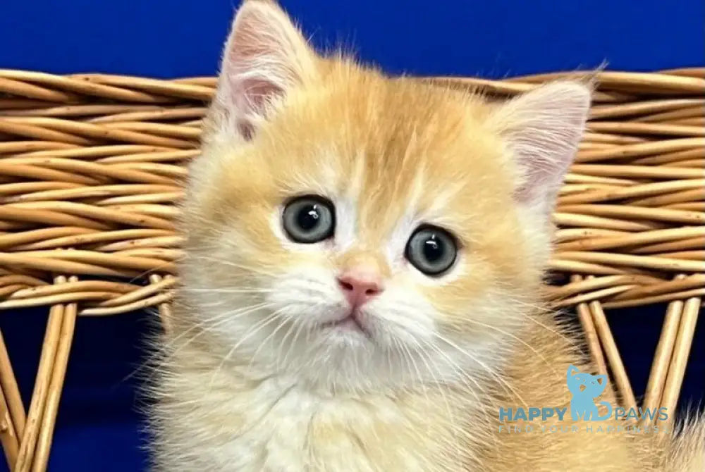 Givenchy Scottish Straight female black golden chinchilla live animals