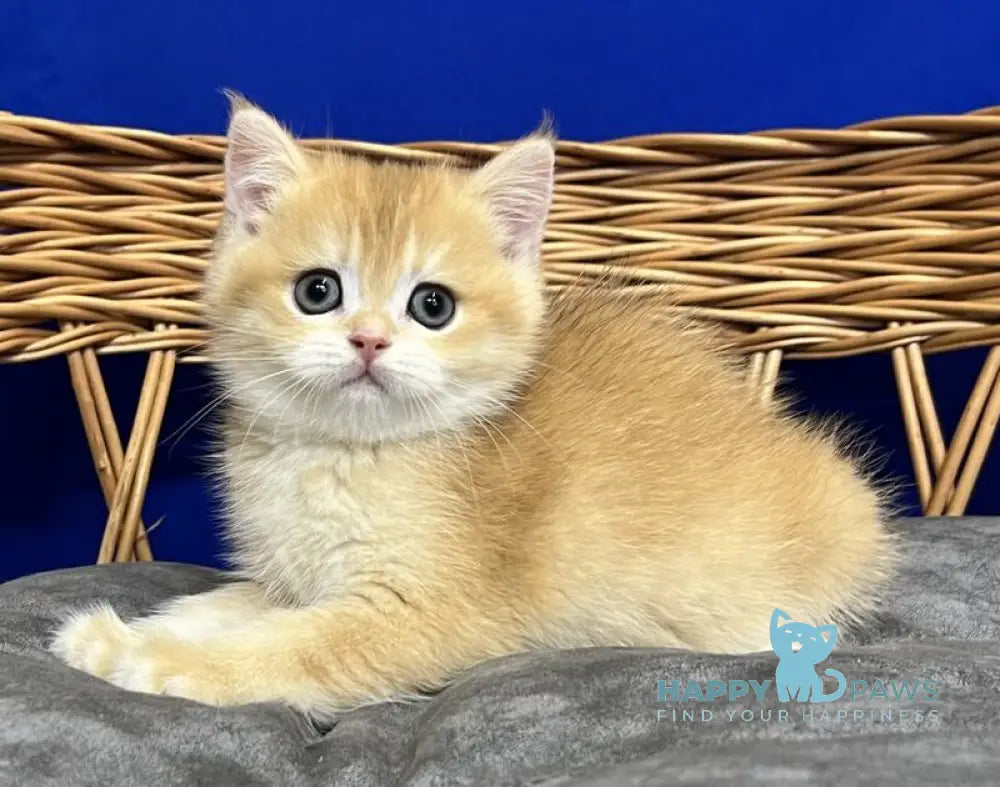 Givenchy Scottish Straight female black golden chinchilla live animals