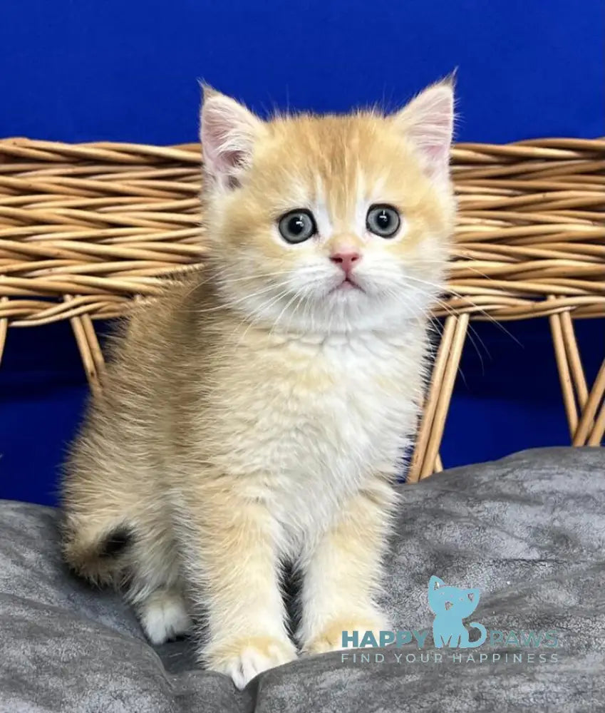 Givenchy Scottish Straight female black golden chinchilla live animals