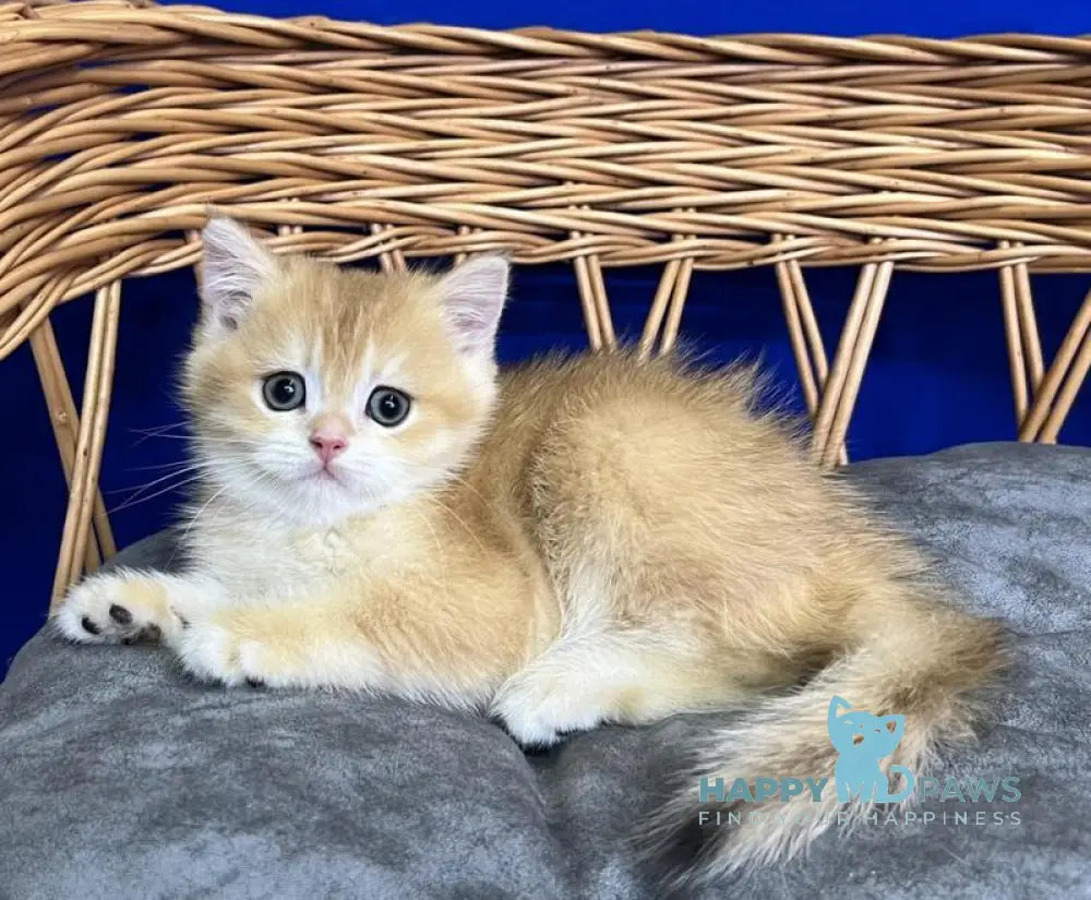 Givenchy Scottish Straight female black golden chinchilla live animals