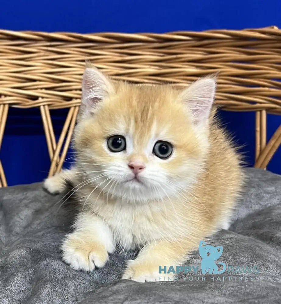 Givenchy Scottish Straight female black golden chinchilla live animals