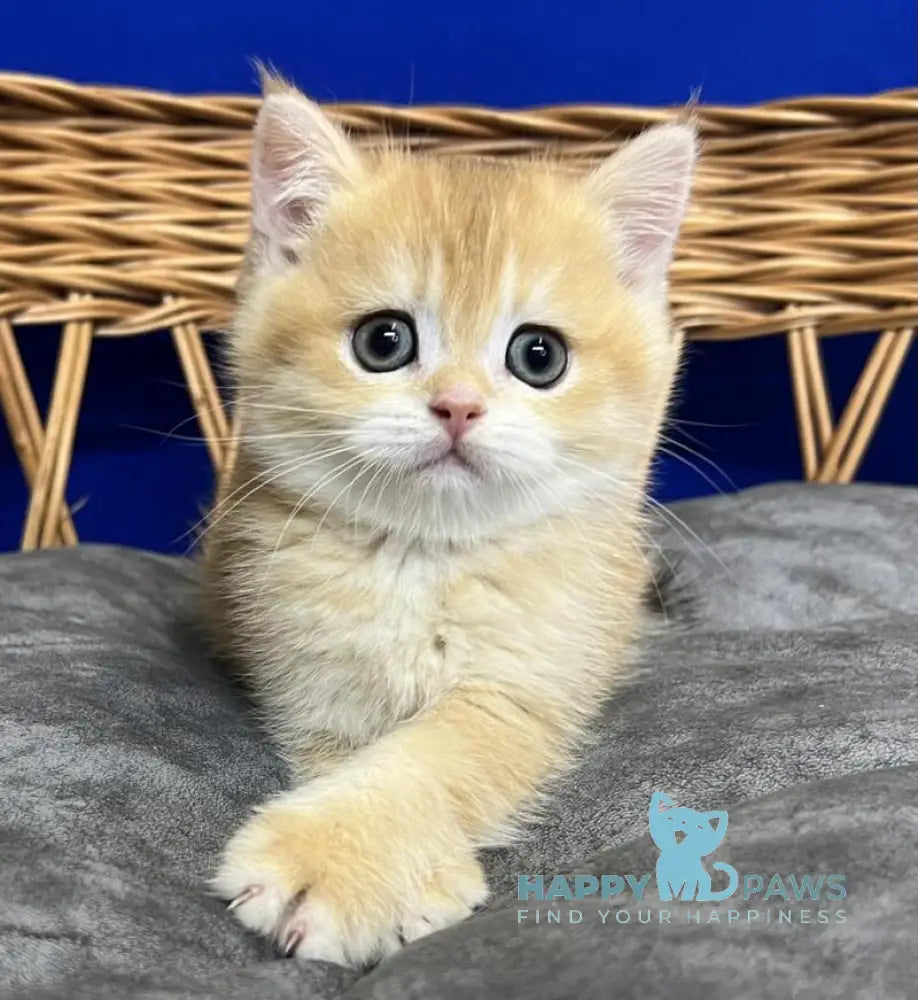 Givenchy Scottish Straight female black golden chinchilla live animals
