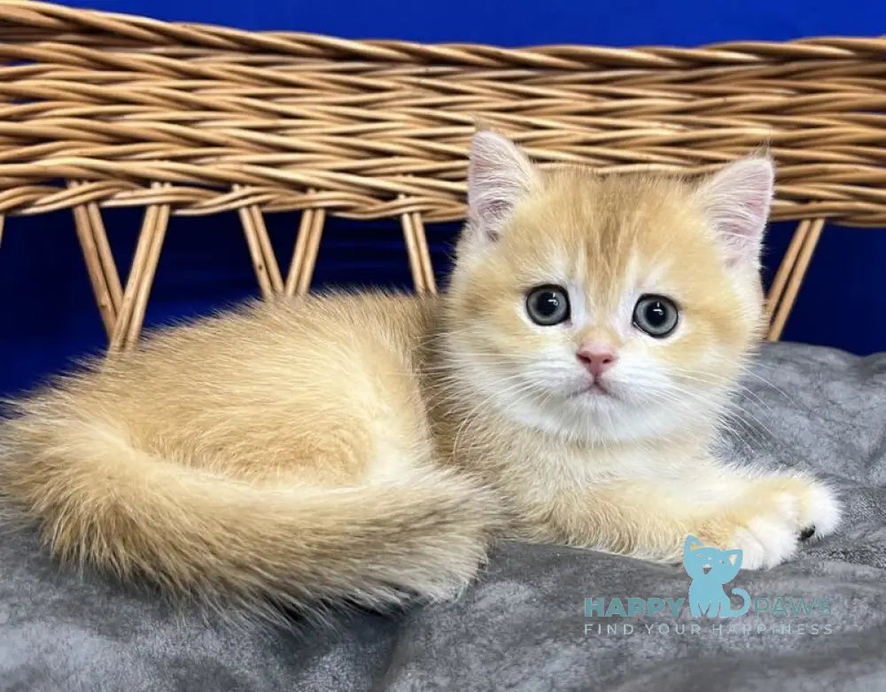 Givenchy Scottish Straight female black golden chinchilla live animals