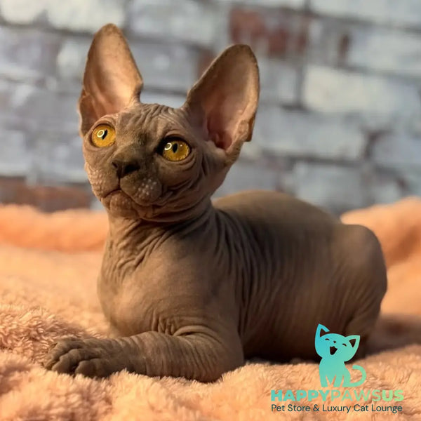 Gizmo Canadian Sphynx male blue - live animals