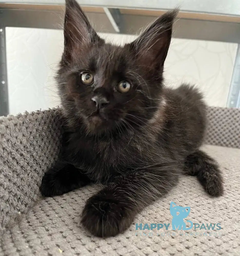 Gizmo Maine Coon male black live animals