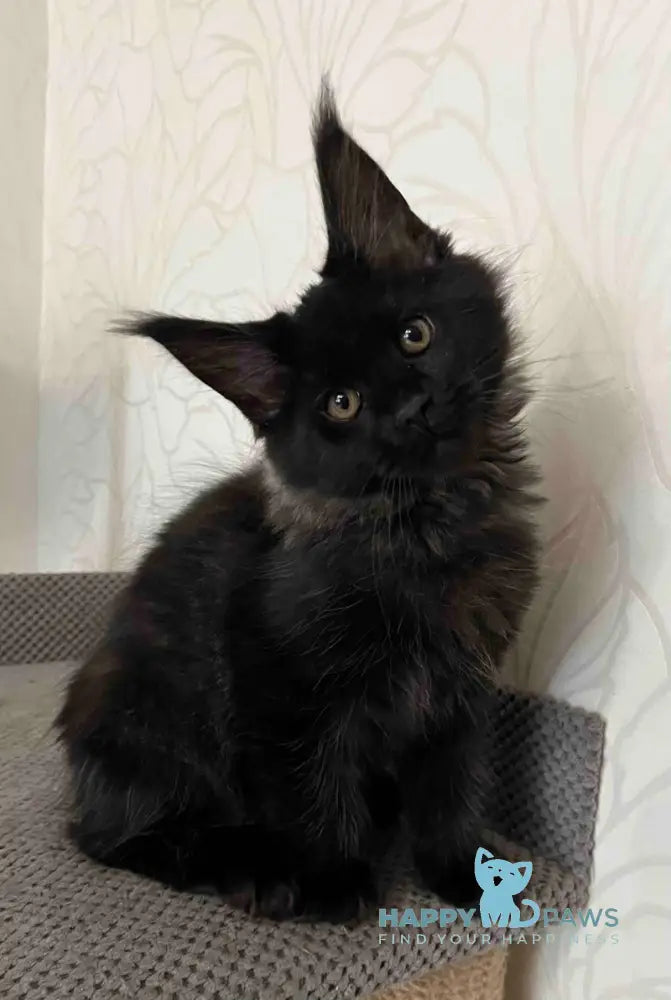 Gizmo Maine Coon male black live animals