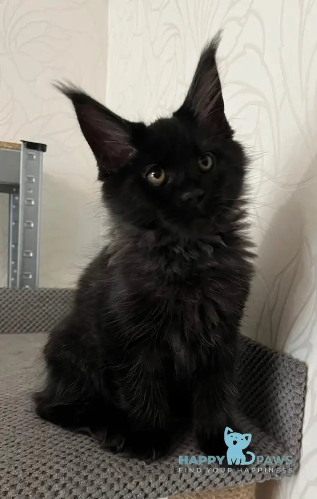 Gizmo Maine Coon male black live animals