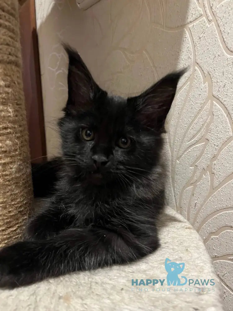 Gizmo Maine Coon male black live animals